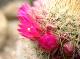 Photo Cactus