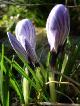 Crocus