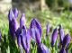Crocus