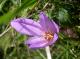 Crocus