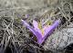 Crocus