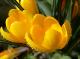 Crocus