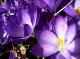 Crocus