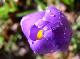 Crocus