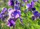 Photo Iris
