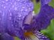 Photo Iris