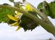 Photo Tournesol