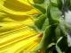 Photo Tournesol