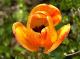 Tulipe