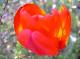 Tulipe