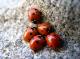 Coccinelles