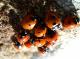 Coccinelles