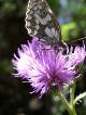 Photo Papillon