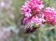 Photo Chenille