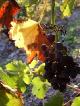 Photo Vigne