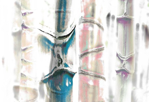 Galerie photos Bambous