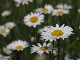 Marguerite