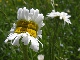 Marguerite
