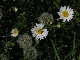 Marguerite