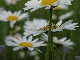 Marguerite