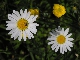 Marguerite