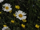 Marguerite