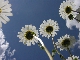 Marguerites