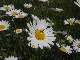 Marguerite