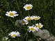 Marguerite