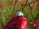 Coquelicot & escargot