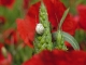 Coquelicots & escargots