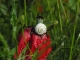 Coquelicot & escargot