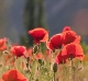 Coquelicots
