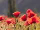 Coquelicots