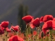 Coquelicots