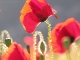 Coquelicots