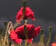Coquelicots