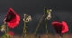 Coquelicots