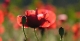 Coquelicots