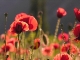Coquelicots
