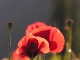 Coquelicots