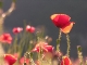Coquelicots