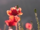 Coquelicots