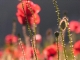 Coquelicots
