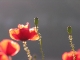Coquelicots