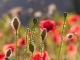 Photo Coquelicots
