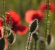 Coquelicots