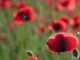 Coquelicots
