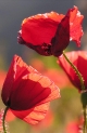 Coquelicots