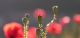 Coquelicots